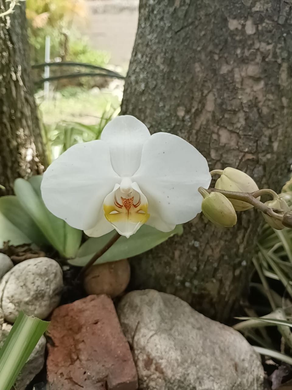 Plantas en crecimiento en un huerto